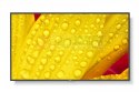 Monitor wielkoformatowy MultiSync M651-2 65 cali UHD 500cd/m2 24/7