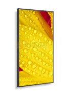 Monitor wielkoformatowy MultiSync M651-2 65 cali UHD 500cd/m2 24/7